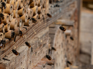 Mason bees at an insect hotel in spring
