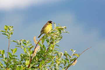Obraz premium Yellow-breasted bunting male sits on a branch against the sky