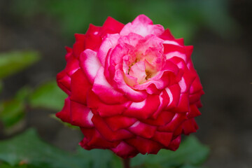 Beautiful big red roses close-up