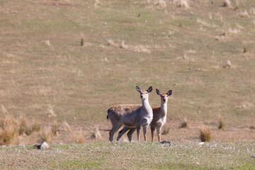 Sika deer. Primorsky Krai. Russia