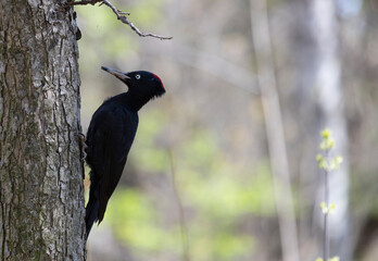 Black woodpecker sits on a tree in the forest on a sunny day