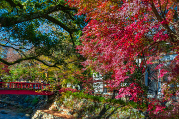 静岡県伊豆市修善寺　紅葉シーズンの修善寺温泉街