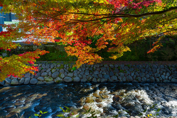 静岡県伊豆市修善寺　修善寺温泉街の紅葉