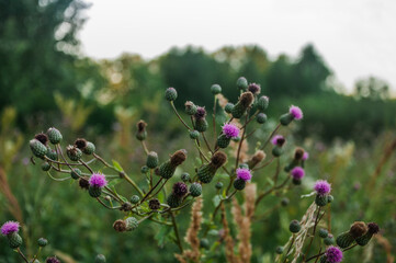 Thistle flowers in summer in a field
