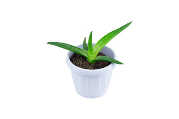 flower in a pot isolated from the background, aloe in a pot on a white background