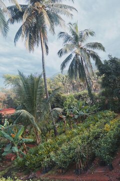 Entrance with various pot plants and tree of nursery like cashew mango coconut entrance surrounded by colorful flowers in dapoli maharashtra india