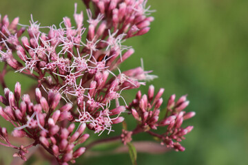 Close-up of wild pink flowers of Hemp-agrimony. Eupatorium cannabinum plant in bloom
