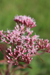 Close-up of wild pink flowers of Hemp-agrimony. Eupatorium cannabinum plant in bloom