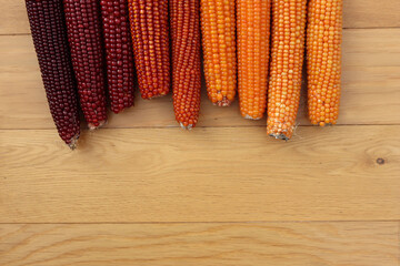 Colorful corn cobs on wodden background with copy space. Autum background