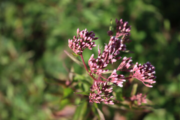Close-up of wild pink flowers of Hemp-agrimony. Eupatorium cannabinum plant in bloom