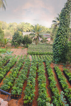 Entrance with various pot plants and tree of nursery like cashew mango coconut entrance surrounded by colorful flowers in dapoli maharashtra india
