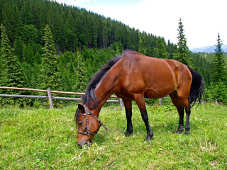 Obraz premium Red (bay) horse is grazing high in green mountains. A beautiful and well-groomed horse on the meadow. Picturesque summer mountain landscape with Spruce (Picea abies) forest in Carpathians, Ukraine