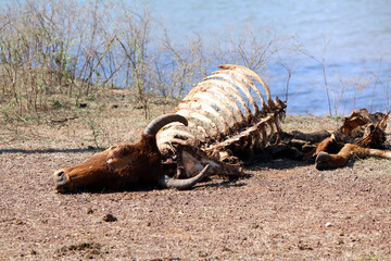  animal skeleton lay on the road