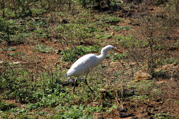 white heron standing in a ground