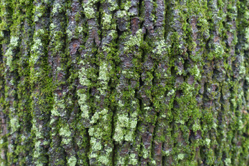 Backdrop - moss and lichen on wet bark of black poplar tree