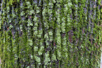 Obraz premium Damp bark of black poplar tree covered with moss and lichen