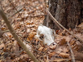 Skull of an animal under a tree. Autumn horror game dev background