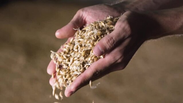 Man brewer holds barley in his hand. craft beer production. slow motion. close-up