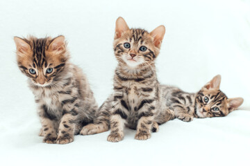 Three cute bengal kittens on a furry white blanket.