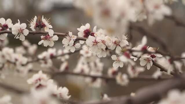 A branch of a flowering fruit tree. Natural spring background