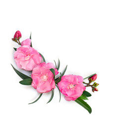 Pink flowers Nerium oleander and leaves on a white background with space for text. Top view, flat...