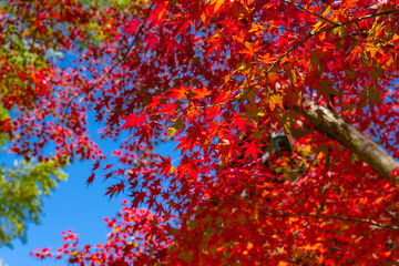 静岡県伊豆市修善寺　修禅寺の紅葉