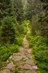 Fototapeta na wymiar Hiking trail in Nizke Tatry mountains, Slovakia