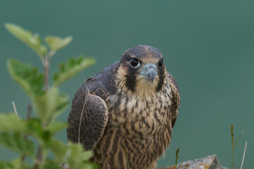 Peregrine falcon (Falco peregrinus)