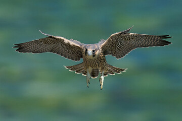 Peregrine falcon (Falco peregrinus)
