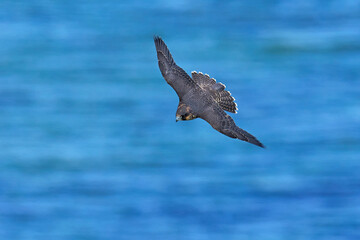 Peregrine falcon (Falco peregrinus)