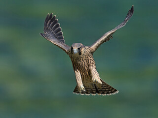 Peregrine falcon (Falco peregrinus)