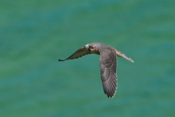 Peregrine falcon (Falco peregrinus)