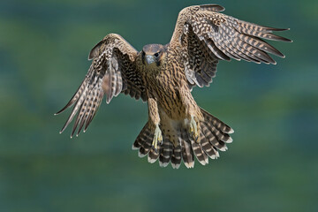 Peregrine falcon (Falco peregrinus)