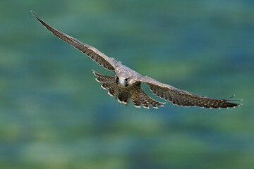 Peregrine falcon (Falco peregrinus)