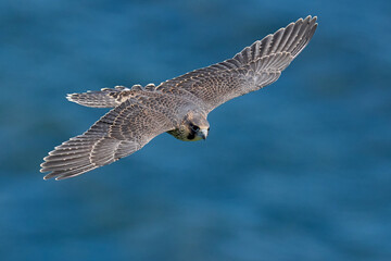 Peregrine falcon (Falco peregrinus)
