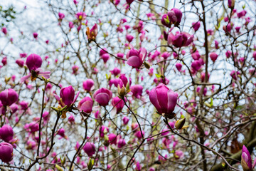 Magnolia soulangeana also called saucer magnolia flowering springtime tree with beautiful pink white flowers March