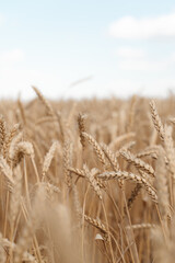 Wheat field and blue sky with clouds.