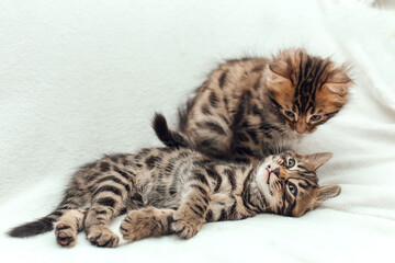 Two cute bengal kittens on a furry white blanket.