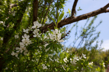 Pearlbush 'The Bride' Exochorda x macrantha in park the so-called pearl white flowers on a green background