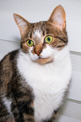 Sitting brown tabby cat with yellow eyes close-up