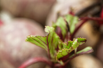 Beetroots waiting to be cooked or grated and added to a salad