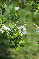 Obraz premium Pearlbush 'The Bride' Exochorda x macrantha in park the so-called pearl white flowers on a green background