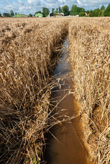 D&eacute;gats cultures. Champ de bl&eacute; mur inond&eacute; suite suite aux intemp&eacute;ries. Constatation des d&eacute;gats en vue de l'indemnisation