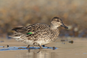 Teal female duck