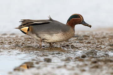 Teal male