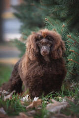 Fototapeta premium Fluffy groomed cute brown chocolate puppy of poodle toy dog posing looking stright at camera among orange fallen leaves and green grass under the pine tree branches on late autumn background