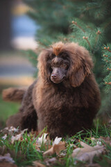 Fluffy groomed brown chocolate puppy of poodle toy dog standing among orange fallen leaves and green grass under the pine tree branches on late autumn background