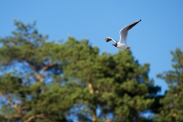 Seagull flies over the forest against the blue sky and trees