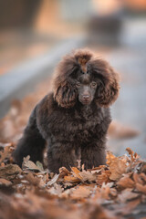 Fluffy cute brown chocolate puppy of poodle toy dog posing standing among orange red autumn leaves on the path looking straight in camera on the background of autumn colors park