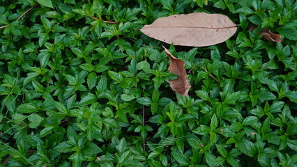 Sphagneticola trilobata with a natural background. Also called Bay Biscayne creeping oxeye, Singapore daisy, creeping oxeye, trailing daisy, wedelia